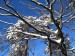 01 - strom v zime.JPG
